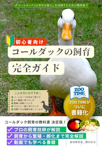 コールダック幼鳥の飼育方法（飼料、ケージ、雌雄判別、屋外散歩